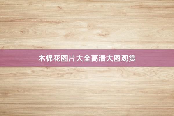 木棉花图片大全高清大图观赏