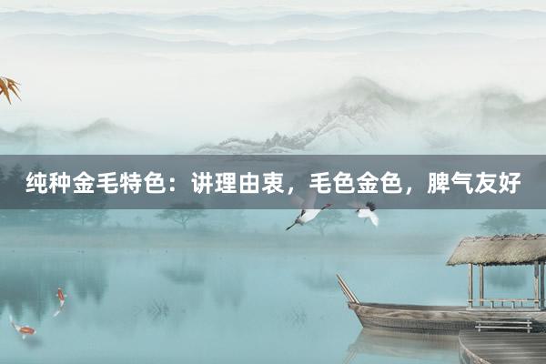 纯种金毛特色:讲理由衷,毛色金色,脾气友好